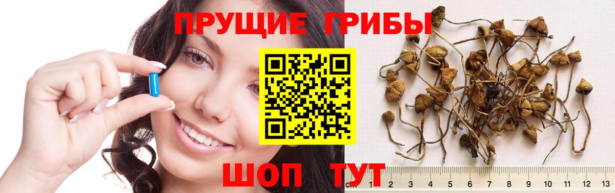 Галлюциногенные грибы Psilocybe Красногорск